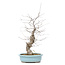 Ilex serrata, 50,5 cm, ± 20 jaar oud