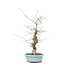 Ilex serrata, 50,5 cm, ± 20 jaar oud