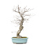 Ilex serrata, 47 cm, ± 20 years old