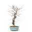 Ilex serrata, 47 cm, ± 20 Jahre alt