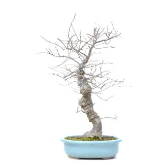 Ilex serrata, 47 cm, ± 20 Jahre alt