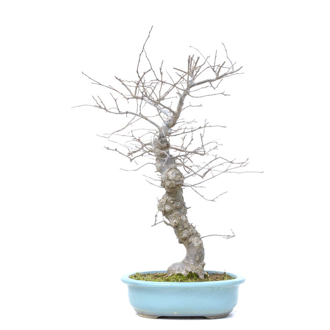 Ilex serrata, 47 cm, ± 20 Jahre alt