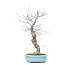 Ilex serrata, 47 cm, ± 20 jaar oud