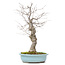 Ilex serrata, 45 cm, ± 20 years old