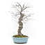 Ilex serrata, 45 cm, ± 20 years old