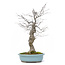 Ilex serrata, 45 cm, ± 20 Jahre alt