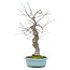 Ilex serrata, 45 cm, ± 20 years old