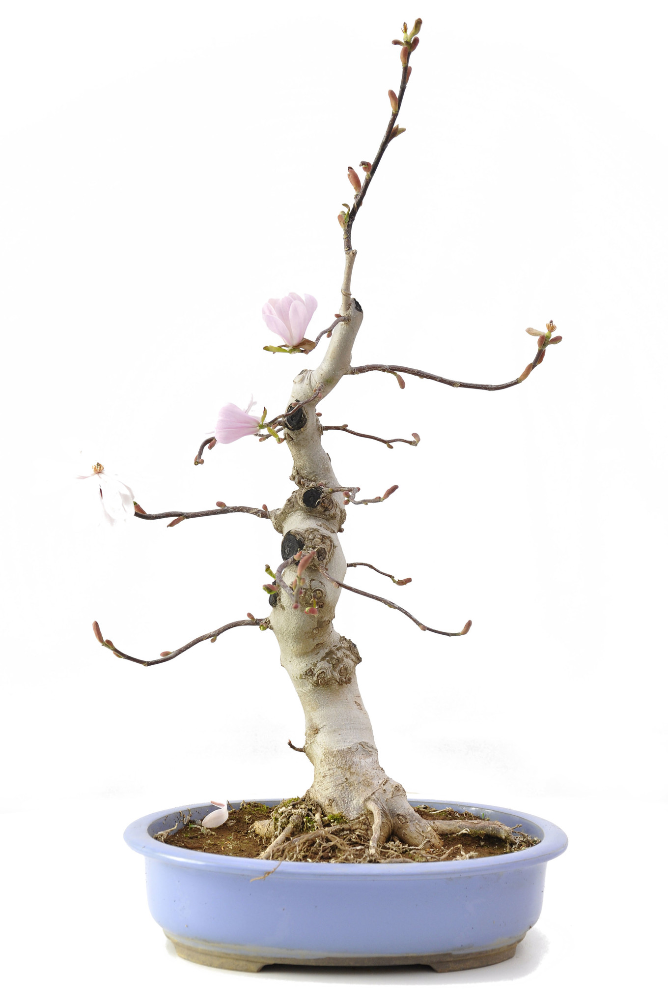 Magnolia soulangeana, 61 cm, ± 15 años - Bonsai Plaza