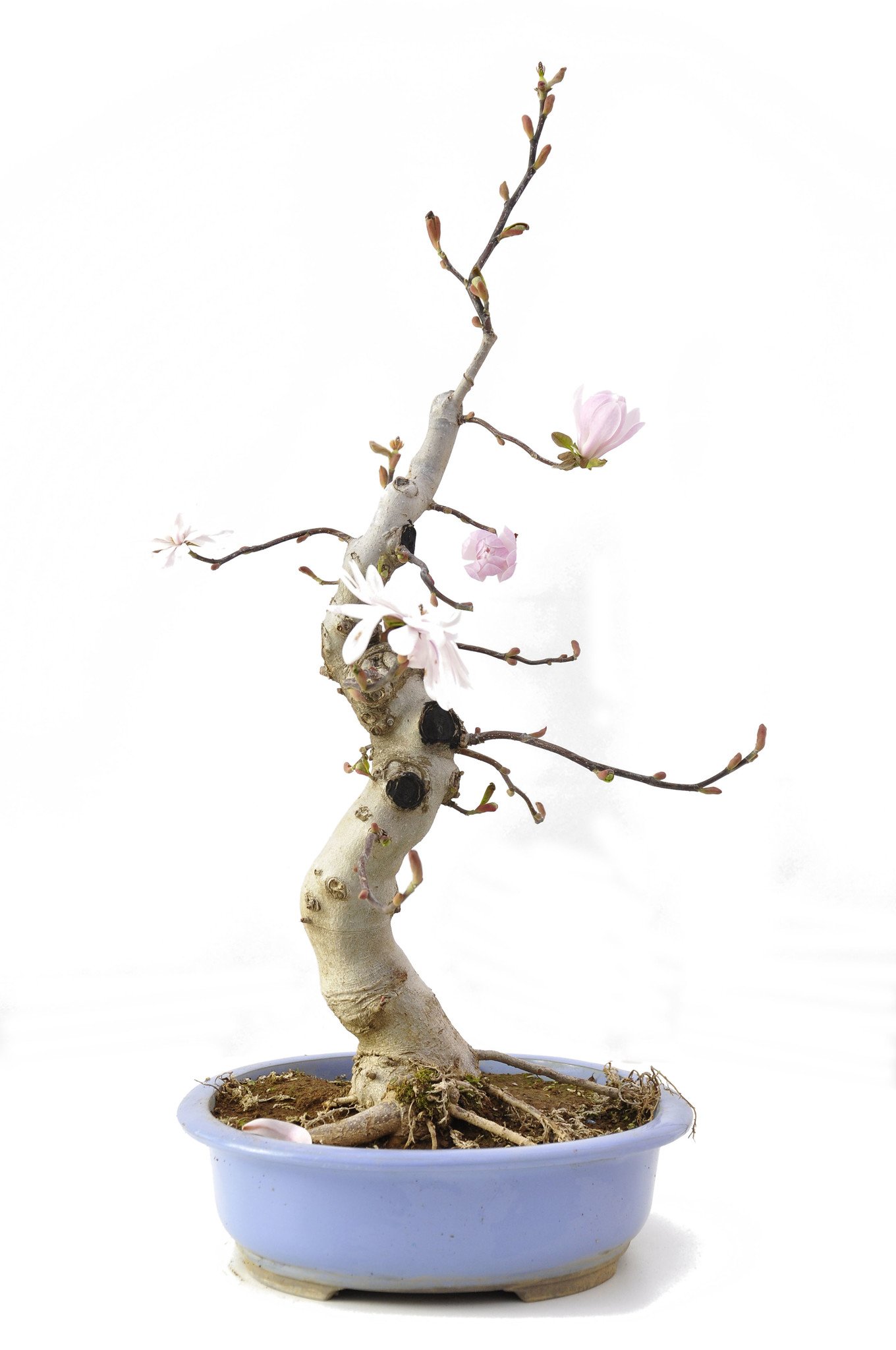 Magnolia soulangeana, 61 cm, ± 15 años - Bonsai Plaza