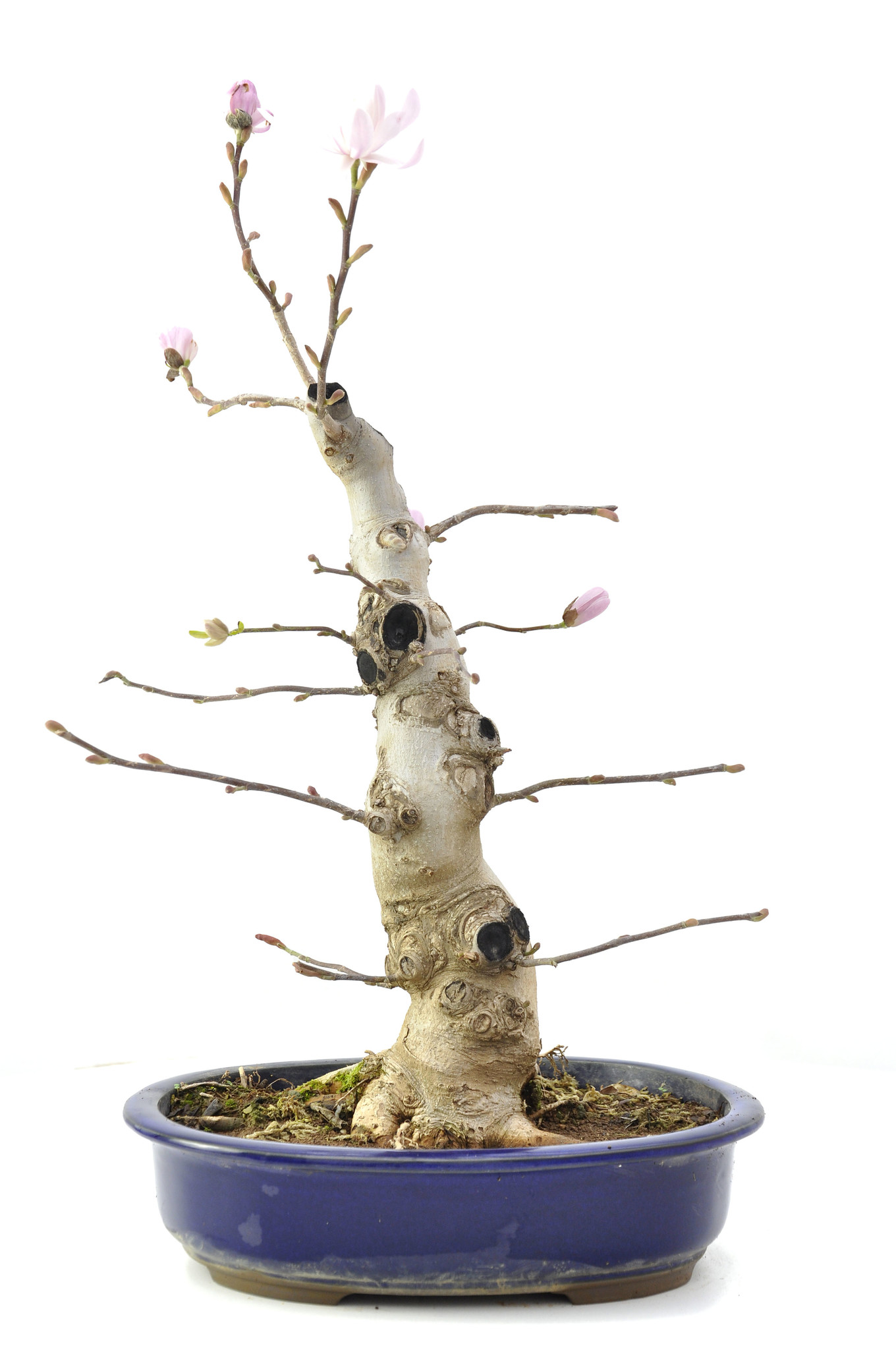 Magnolia soulangeana, 55 cm, ± 15 años - Bonsai Plaza