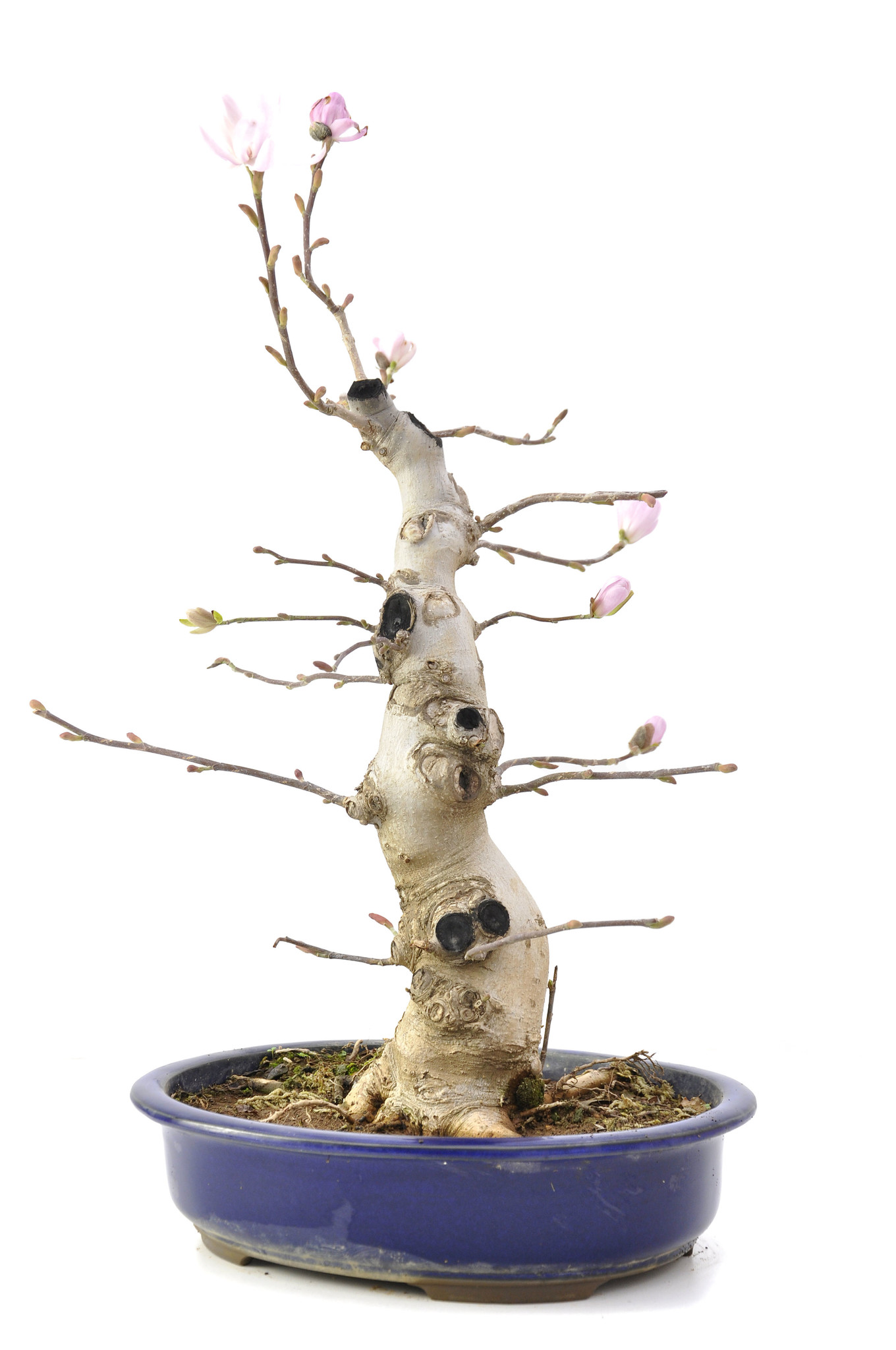 Magnolia soulangeana, 55 cm, ± 15 años - Bonsai Plaza