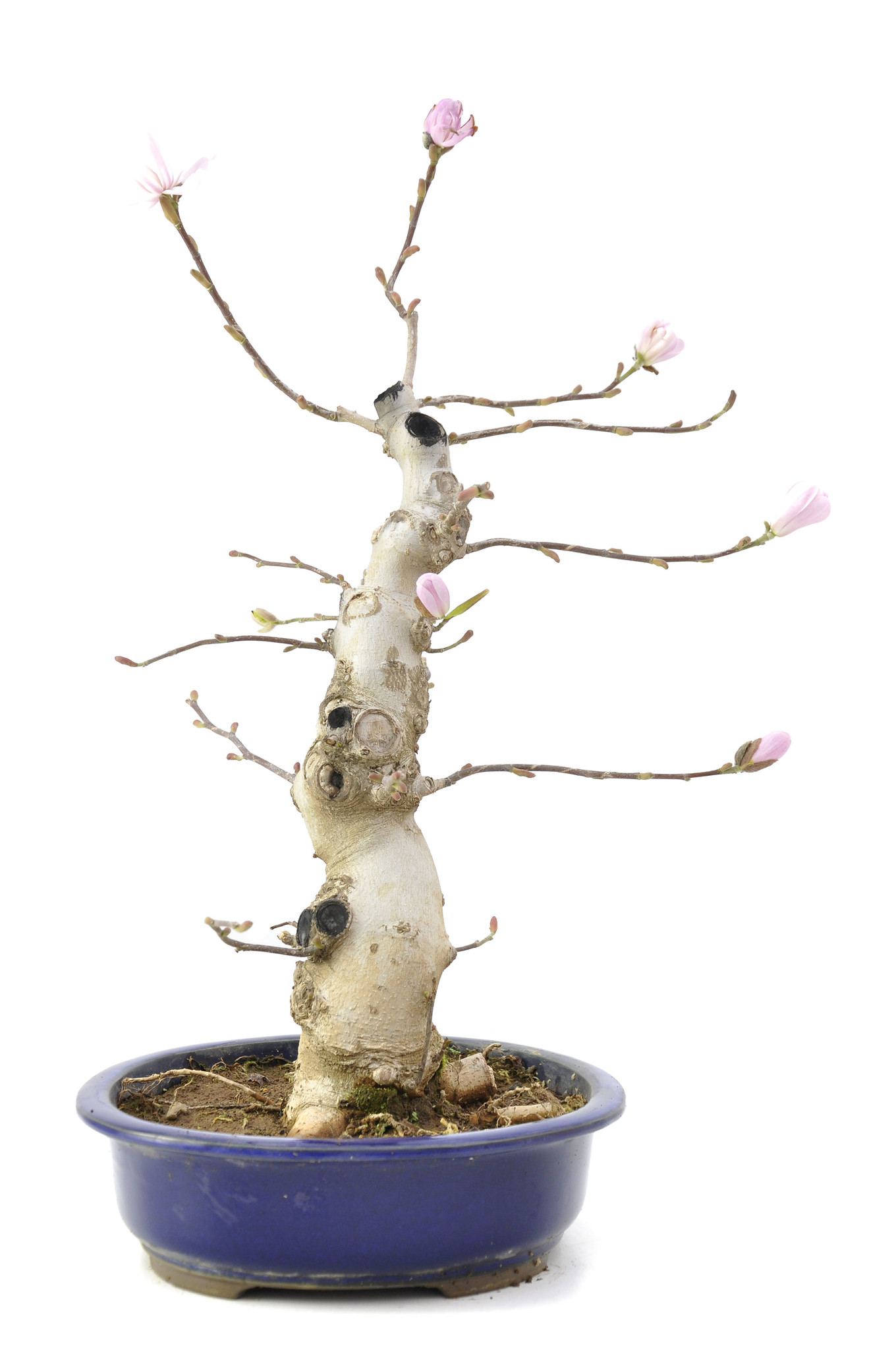 Magnolia soulangeana, 55 cm, ± 15 años - Bonsai Plaza