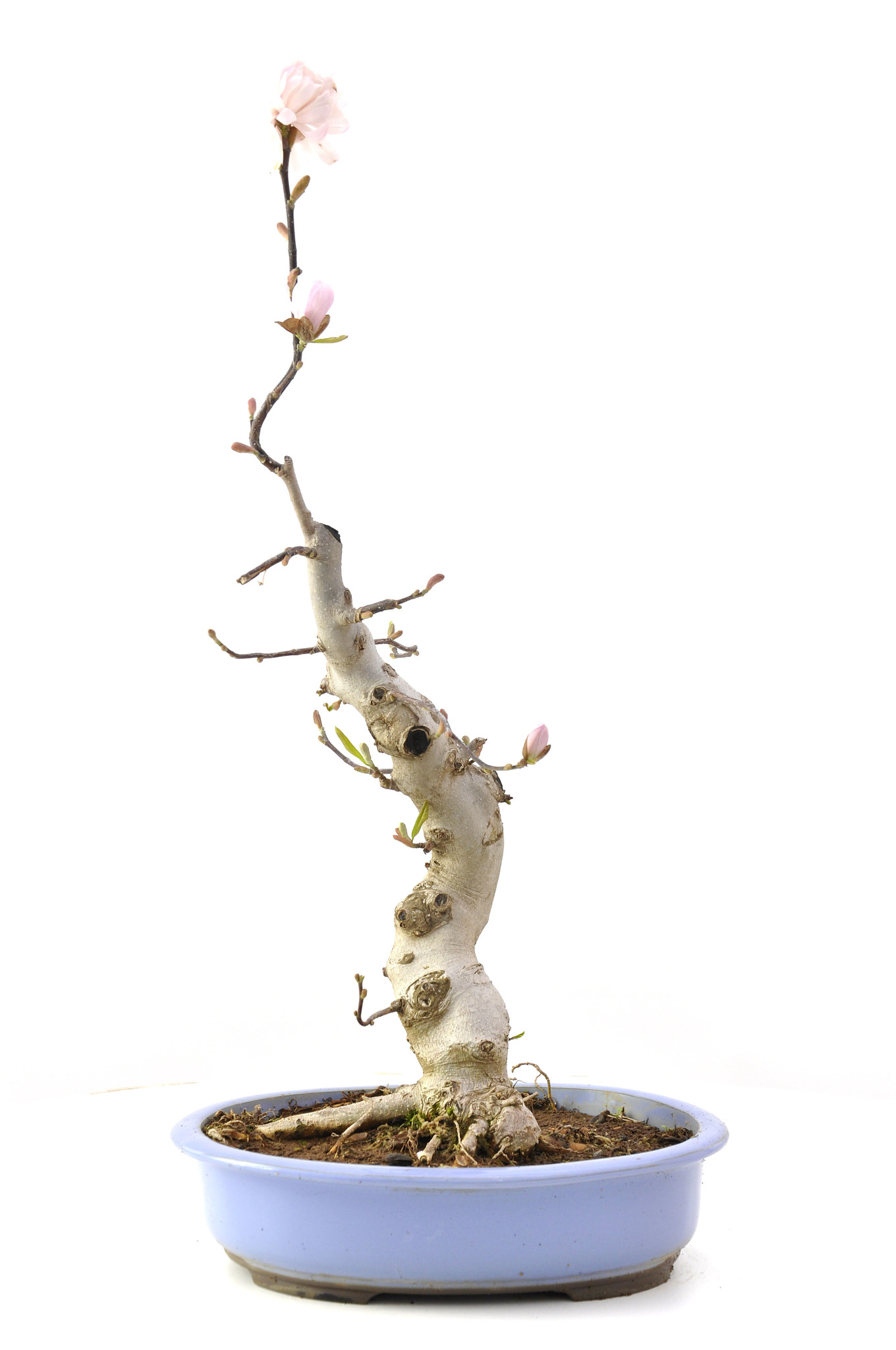 Magnolia soulangeana, 60 cm, ± 15 años - Bonsai Plaza