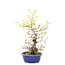 Corylopsis spicata, 49,5 cm, ± 15 jaar oud