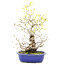 Corylopsis spicata, 49,5 cm, ± 15 jaar oud