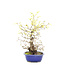 Corylopsis spicata, 49,5 cm, ± 15 jaar oud