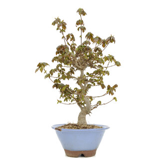 Acer buergerianum, 31 cm, ± 15 jaar oud