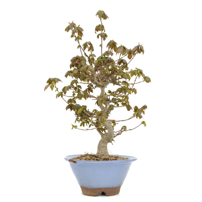 Acer buergerianum, 31 cm, ± 15 anni, con una scheggiatura del bordo del vaso