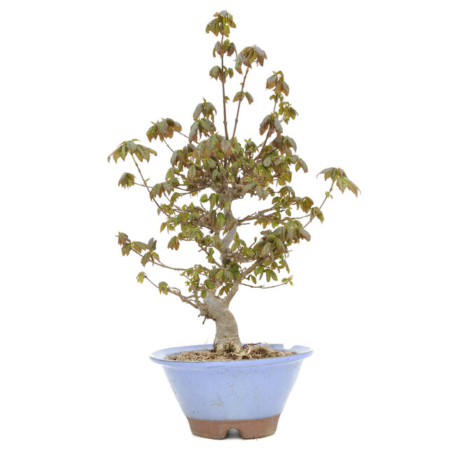 Acer buergerianum, 31 cm, ± 15 ans, avec un éclat du bord du pot