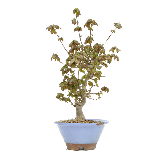 Acer buergerianum, 31 cm, ± 15 years old, with a chip of the pot edge