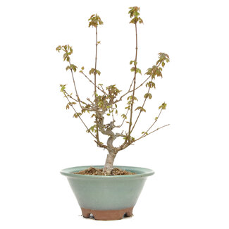 Acer buergerianum, 28 cm, ± 15 años