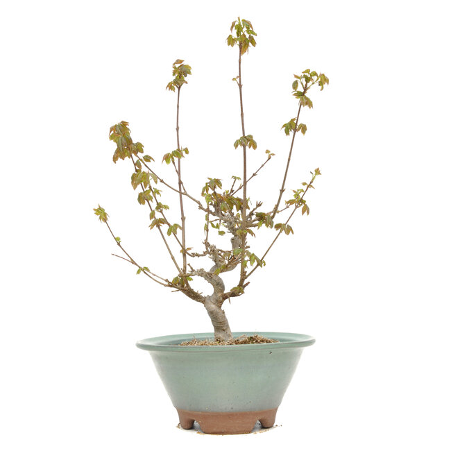 Acer buergerianum, 28 cm, ± 15 anni