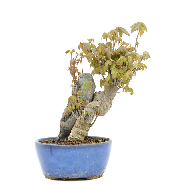 Acer buergerianum, 16,5 cm, ± 15 anni