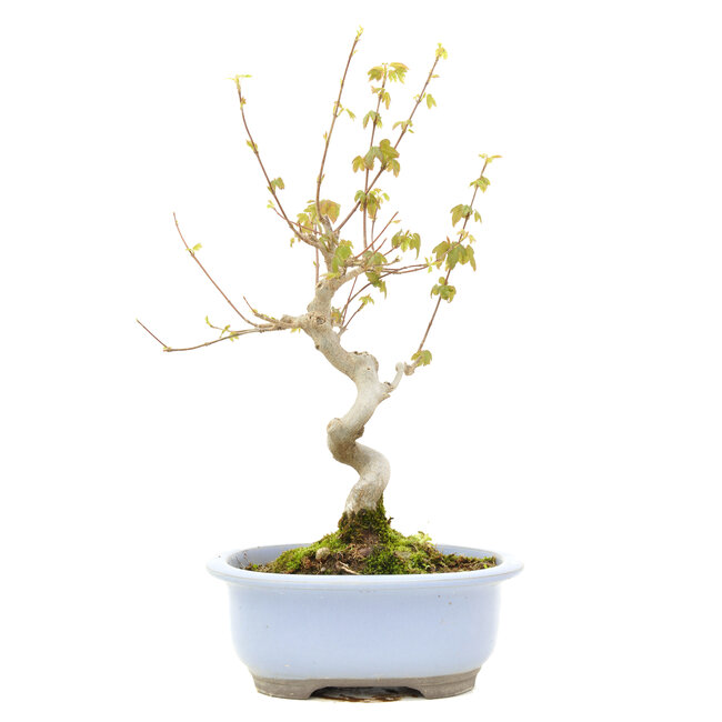 Acer buergerianum, 30 cm, ± 15 jaar oud