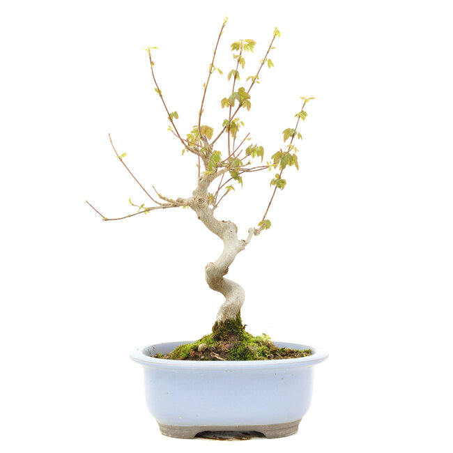Acer buergerianum, 30 cm, ± 15 Jahre alt