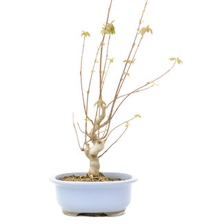 Acer buergerianum, 53,5 cm, ± 15 anni