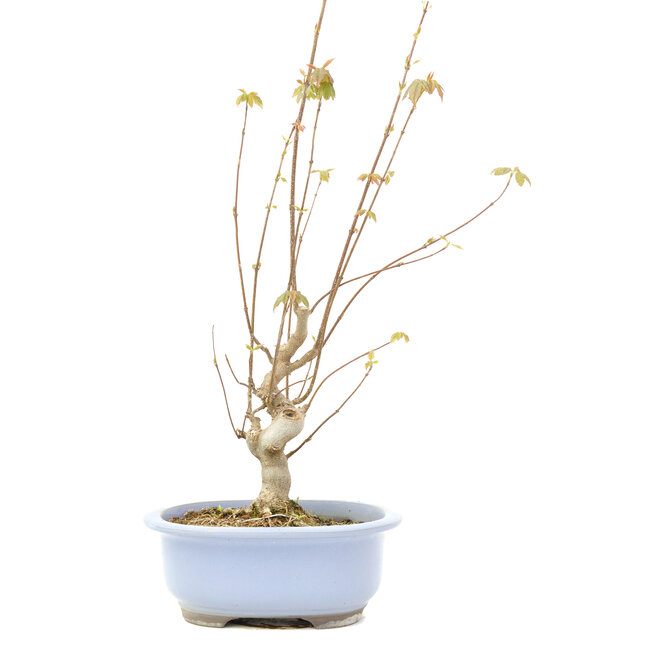 Acer buergerianum, 53,5 cm, ± 15 anni