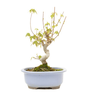 Acer buergerianum, 24 cm, ± 15 años