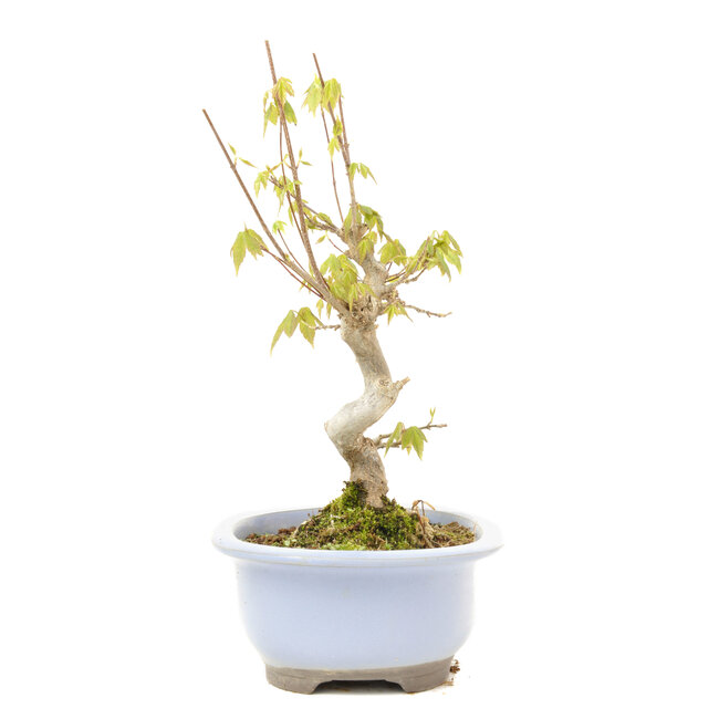 Acer buergerianum, 24 cm, ± 15 jaar oud