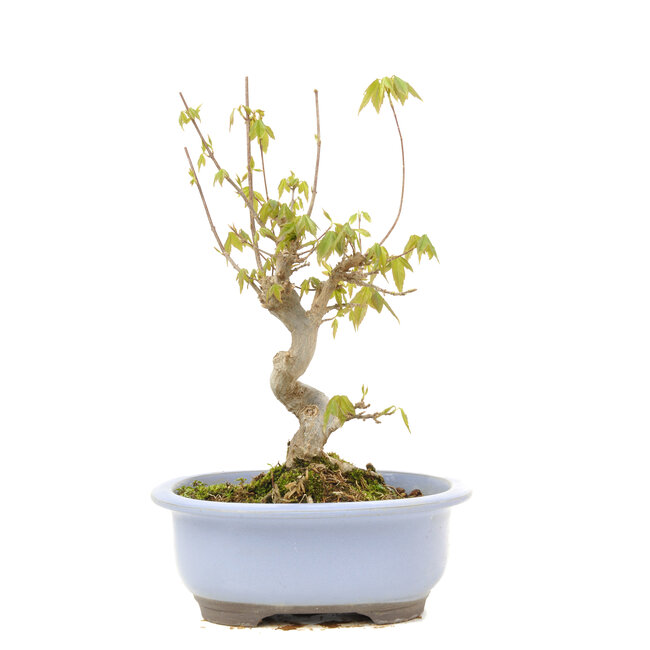 Acer buergerianum, 24 cm, ± 15 ans