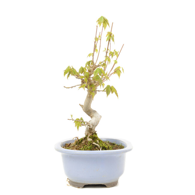 Acer buergerianum, 24 cm, ± 15 años