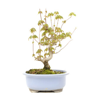 Acer buergerianum, 22 cm, ± 15 anni