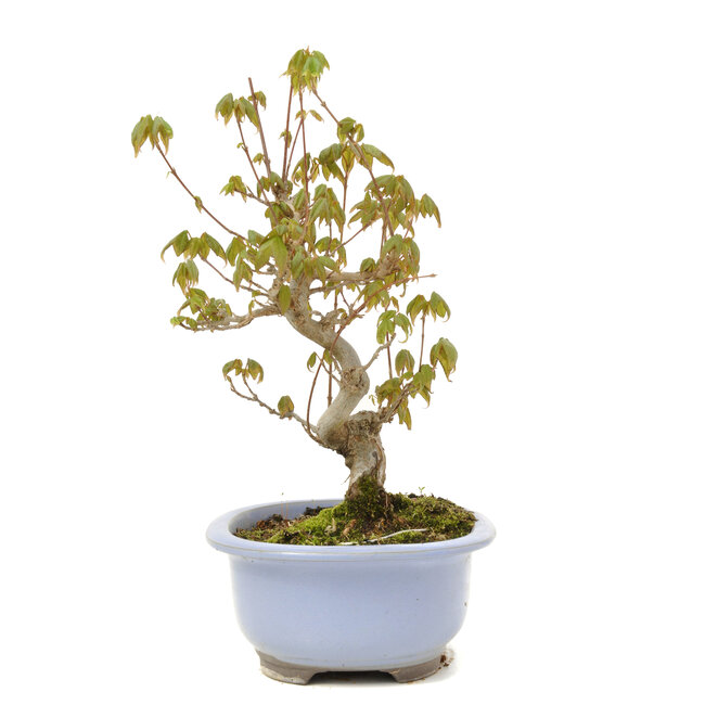 Acer buergerianum, 22 cm, ± 15 años