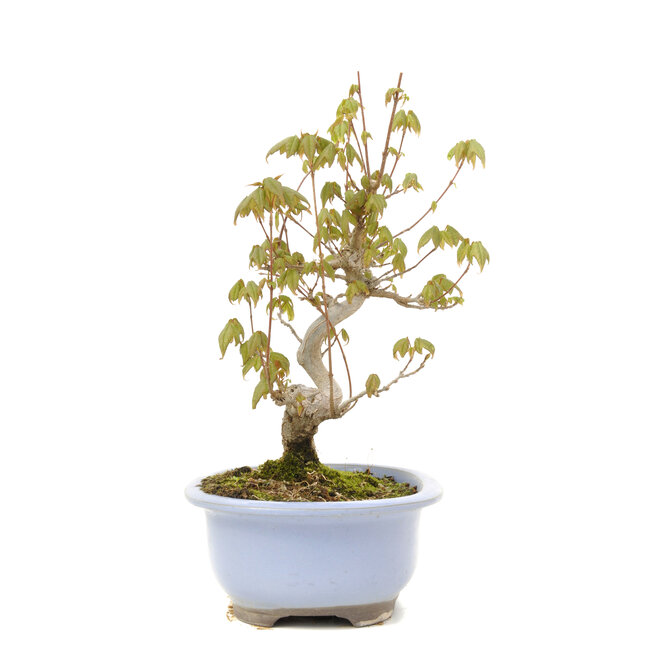 Acer buergerianum, 22 cm, ± 15 Jahre alt