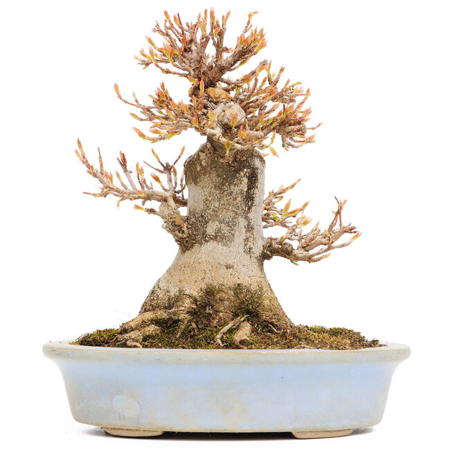 Acer buergerianum, 15,5 cm, ± 15 jaar oud, in een pot met een chip van de rand mist een voet