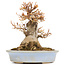 Acer buergerianum, 15,5 cm, ± 15 años, en una maceta a la que le falta un pie con una astilla del borde