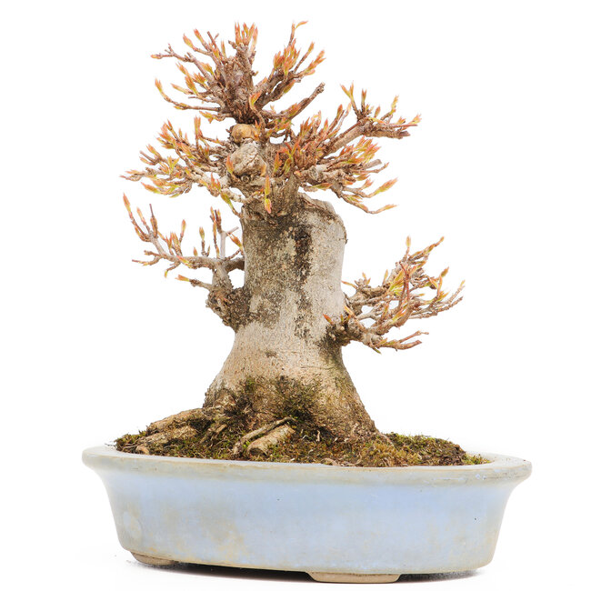 Acer buergerianum, 15,5 cm, ± 15 years old, in a pot with a chip of the edge missing one foot