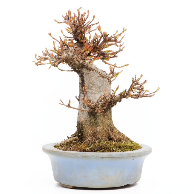 Acer buergerianum, 15,5 cm, ± 15 years old, in a pot with a chip of the edge missing one foot