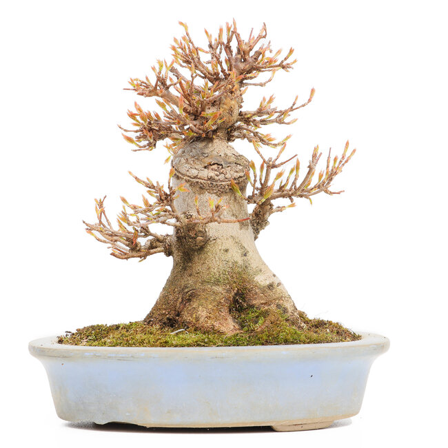 Acer buergerianum, 15,5 cm, ± 15 Jahre alt, im Topf mit einem Chip am Rand, der einen Fuß fehlt