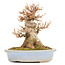 Acer buergerianum, 15,5 cm, ± 15 jaar oud, in een pot met een chip van de rand mist een voet