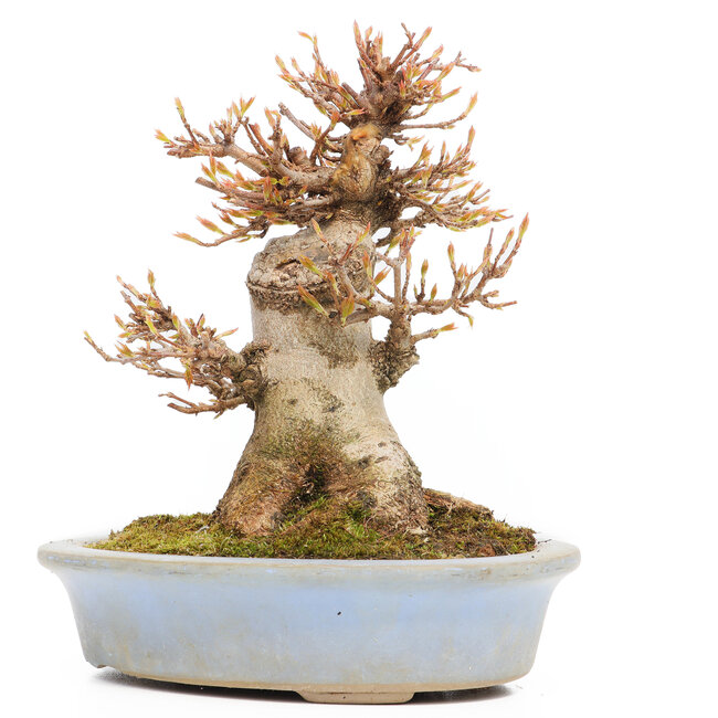 Acer buergerianum, 15,5 cm, ± 15 años, en una maceta a la que le falta un pie con una astilla del borde