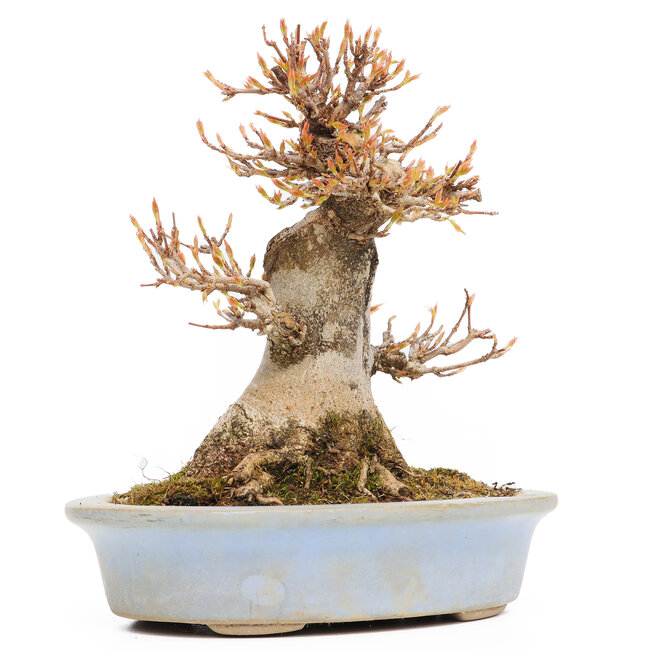 Acer buergerianum, 15,5 cm, ± 15 ans, en pot avec un éclat du bord manquant un pied