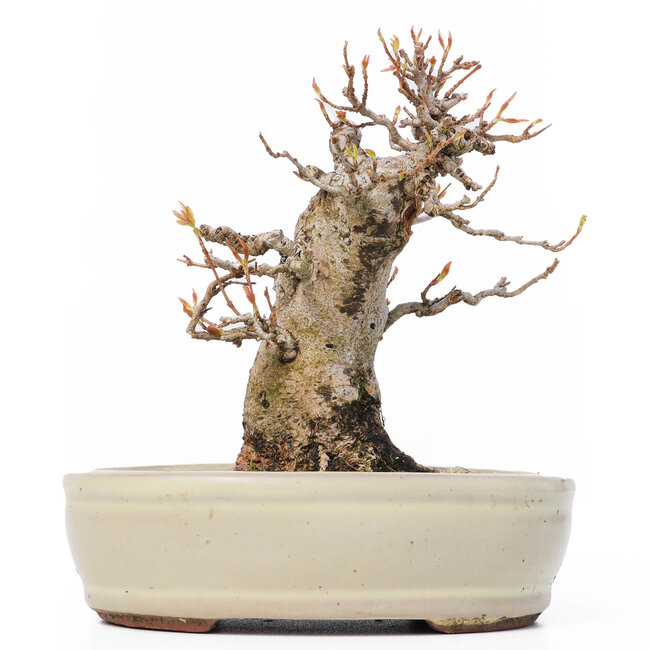 Acer buergerianum, 13 cm, ± 12 jaar oud