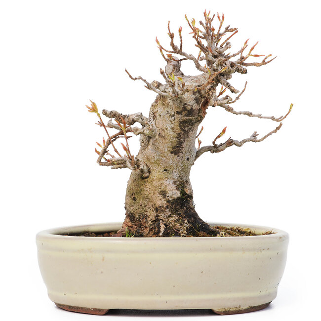 Acer buergerianum, 13 cm, ± 12 ans