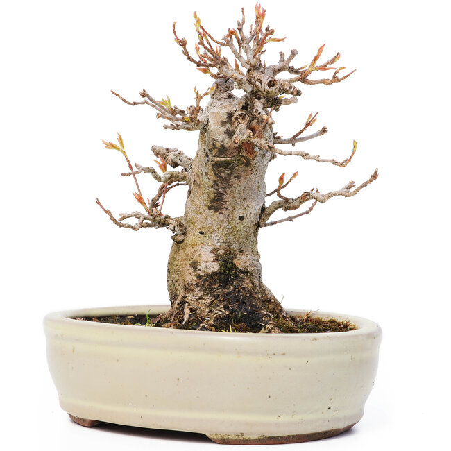 Acer buergerianum, 13 cm, ± 12 ans