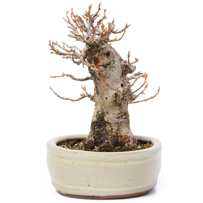 Acer buergerianum, 13 cm, ± 12 años